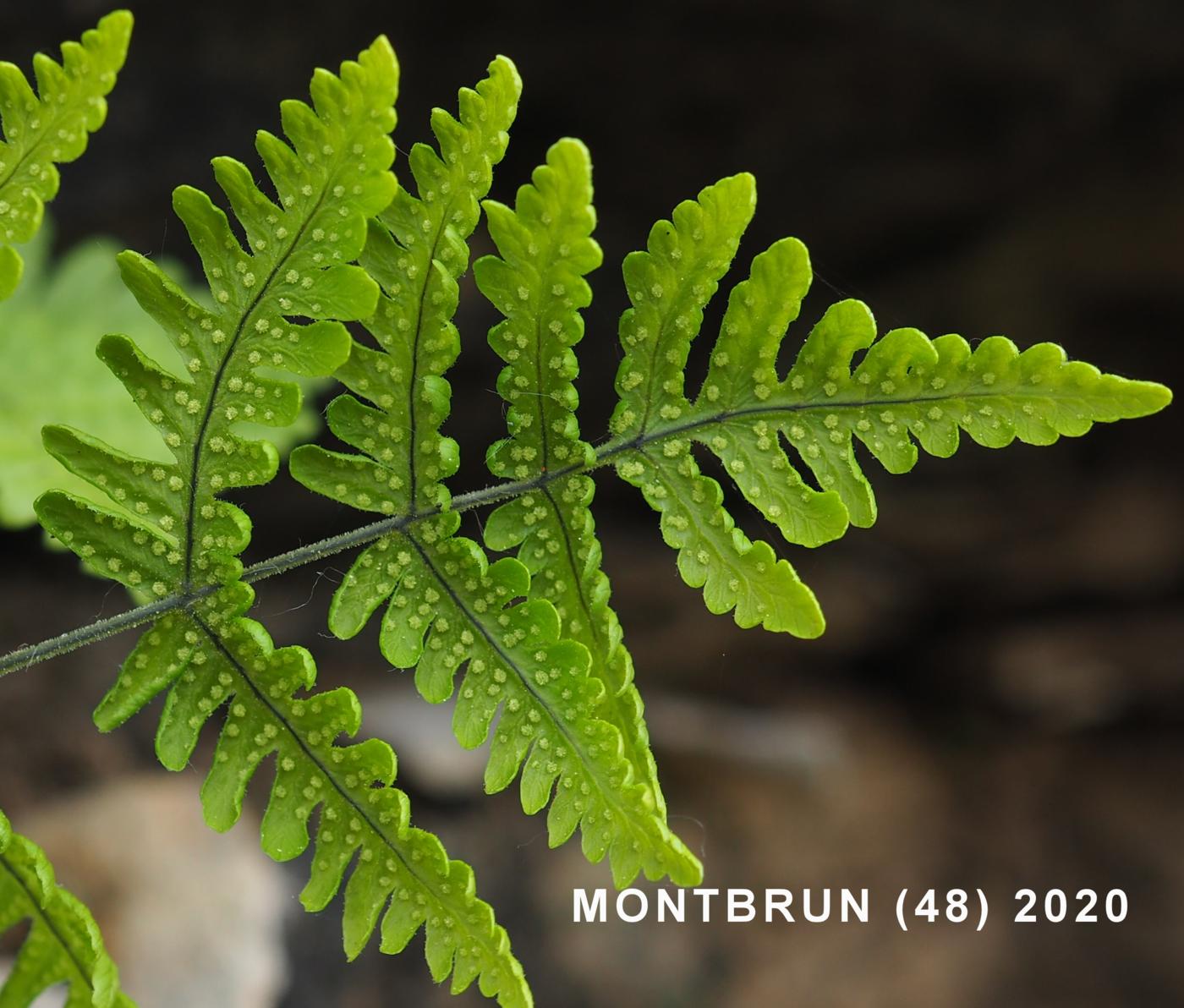 Fern, Limestone flower